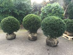 three large round bushes sitting in the middle of a yard