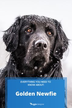 a black dog with snow all over it's face and the words, everything you need to know about golden retriever