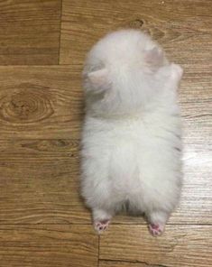 a small white dog laying on top of a wooden floor