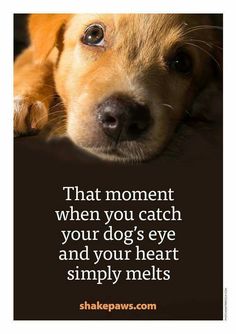 a brown dog laying on top of a black floor next to a quote that says, that moment when you catch your dog's eye and your heart simply melts