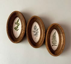 three wooden frames with pressed leaves in them hanging on the wall next to each other