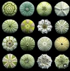 many different types of sea urchins are shown in this image, including green and white