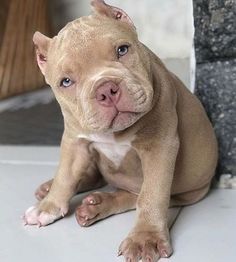 a brown and white pitbull puppy sitting on the floor looking at the camera