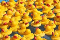 many yellow rubber ducks are lined up together