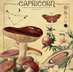 an old book with illustrations of mushrooms and other things on the cover, including a butterfly