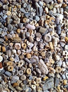 many different types of buttons and shells on a surface that appears to be made out of clay