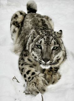 a snow leopard laying in the snow with it's front paws on its paw