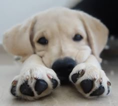 a close up of a dog laying on the ground with its paws resting on it's face