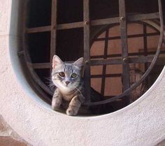 a cat sitting in a round window with bars on it's sides and looking at the camera