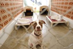 a brown and white dog sitting on top of a floor