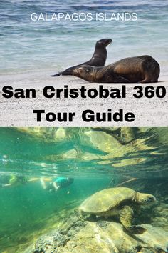 the san cristobal 360 tour guide with sea lions swimming in the water and on the beach