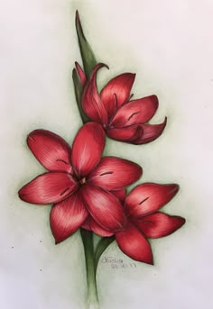 a drawing of red flowers on a white background