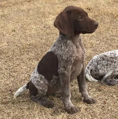 two dogs are sitting in the dry grass