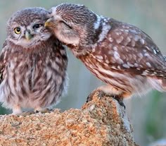 two small owls are sitting on top of a rock and touching each other's foreheads