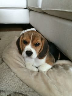 a beagle puppy is laying on a dog bed