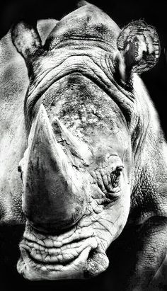 a black and white photo of a rhino's face with it's nose open