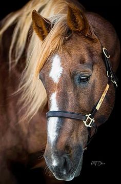 a brown horse with white spots on it's face and mane, standing in front of a black background