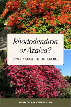 orange azalea and pink rhododendron how to spot the difference Propagate Basil, Water Wise Landscaping, Plant Structure, Azalea Flower, Acid Loving Plants, Spot The Difference, Plant Guide, Flower Gardening, Water Wise