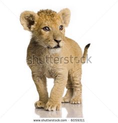 a young lion cub standing in front of a white background, looking at the camera