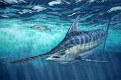 a painting of a sailfish and a fish swimming in the ocean with blue water