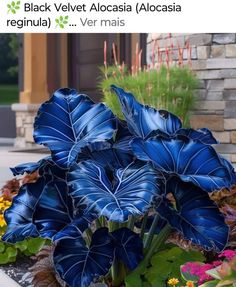 a blue planter filled with lots of green leaves