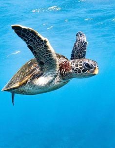 a sea turtle swimming in the ocean