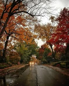 cars driving down a wet road surrounded by trees with orange and red leaves on it