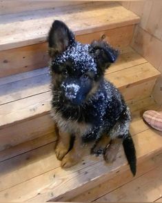 a small dog sitting on some steps covered in snow