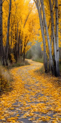 the road is lined with yellow trees and leaves