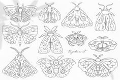 a bunch of different types of moths