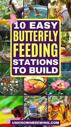 the words 10 easy butterfly feeding stations to build on top of pictures of butterflies and flowers