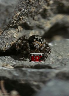 a spider sitting on top of a rock next to a red drum