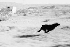 a black dog is running in the desert