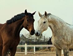 two horses standing next to each other on a dirt field