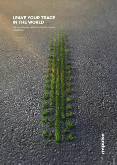 a plant growing out of the middle of a road with words leave your trace in the world