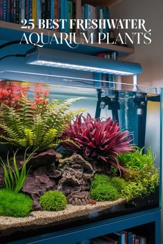 the 25 best fresh water aquarium plants for fish tank decoration ideas on a budget?