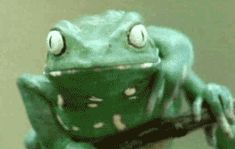 a green frog sitting on top of a wooden table