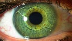 an extreme close up view of the green eye