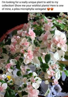 a potted plant with pink and white flowers