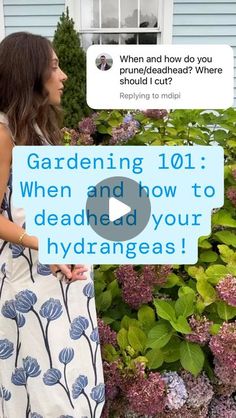 a woman standing in front of purple flowers holding a sign that says gardening 101 when and how to deaden your hydrangeas