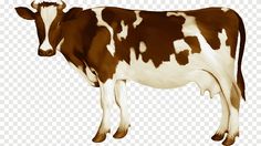 a brown and white cow standing on top of a transparent background with no image to describe