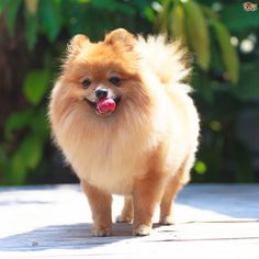 a small brown dog standing on top of a wooden floor next to green bushes and trees