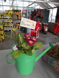 a green watering can with purple flowers in it