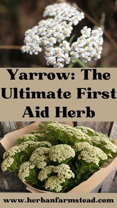 the ultimate guide to growing and caring yarrrows in your yard or garden