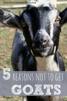 a goat with the words 5 reasons not to get goats