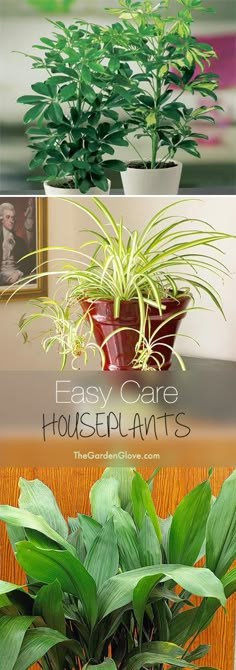 three different types of house plants in pots