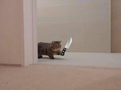 a cat with a knife in it's mouth looking at the camera through a doorway