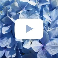 a bunch of blue flowers that are in the middle of a video play screener