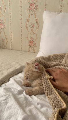 a cat laying on top of a bed under a blanket next to a person's hand