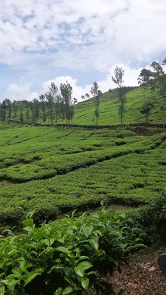 a person sitting on a bench in the middle of a green field with trees and bushes